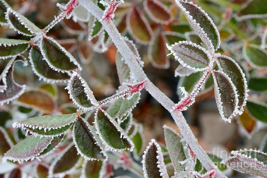 Frosty Winter Jewels Photograph by Carol Groenen