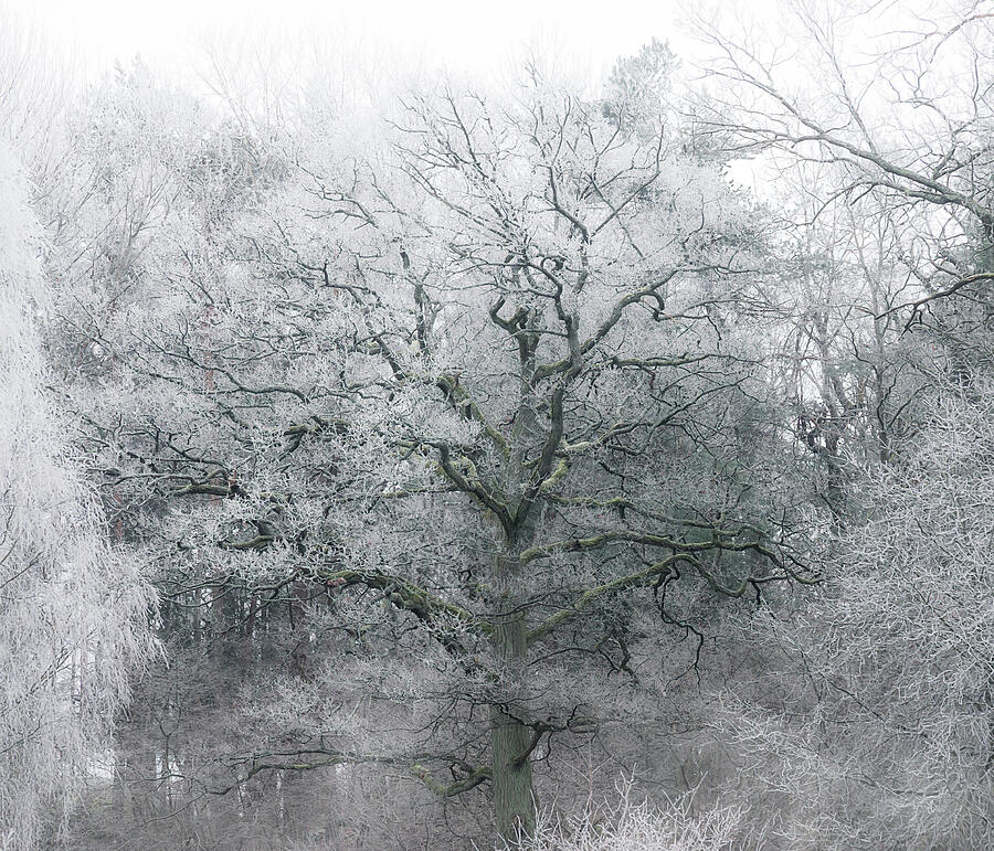 Winter Photograph - Frosty Winter Tree by Nicklas Gustafsson