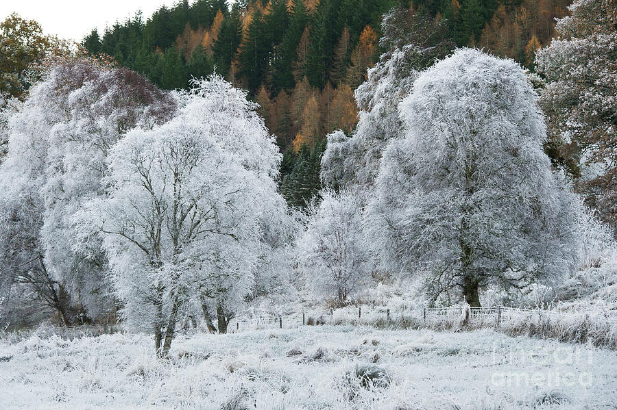 Frosty Winter Trees in the Scottish Borders Photograph by Tim Gainey