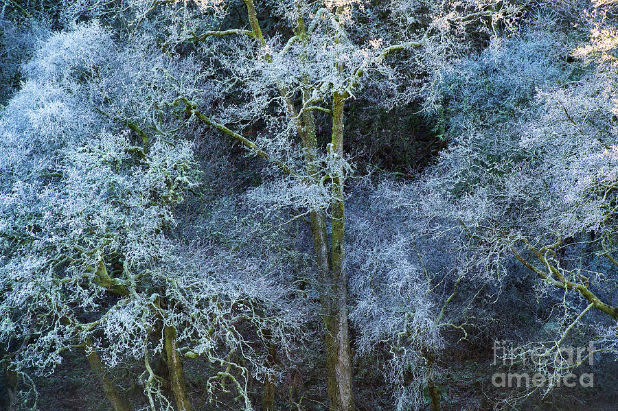 Frosty Winter Trees Photograph by Tim Gainey