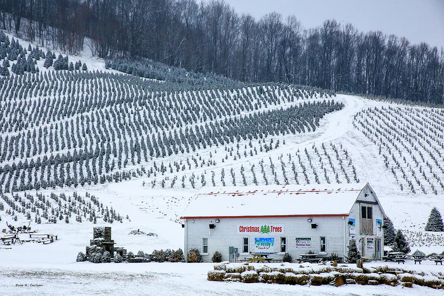 Frostys Tree Farm Photograph by Dale R Carlson