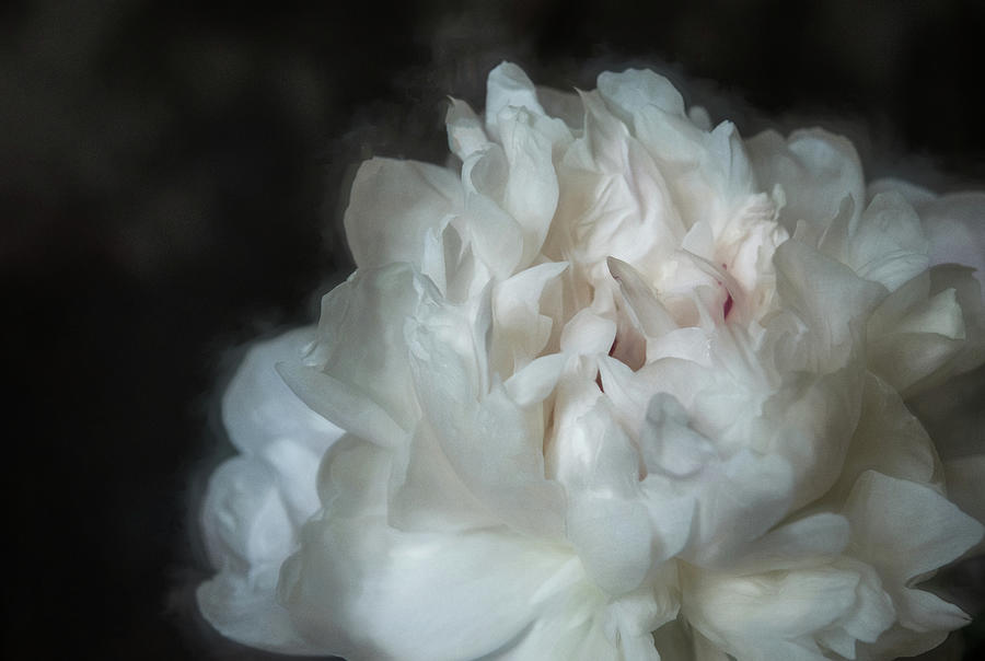 Flowers Still Life Photograph - Frothy Peony by Connie Carr