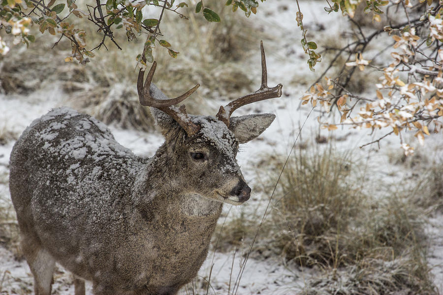 Wildlife Photograph - Frozen 2 - Whitetail Deer Buck by Renny Spencer