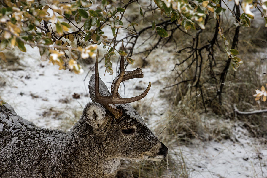 Frozen 3 - Whitetail Deer Buck Photograph by Renny Spencer