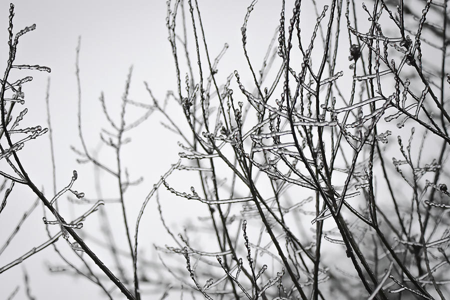 Frozen 6 Photograph by Karen Jaffe | Fine Art America