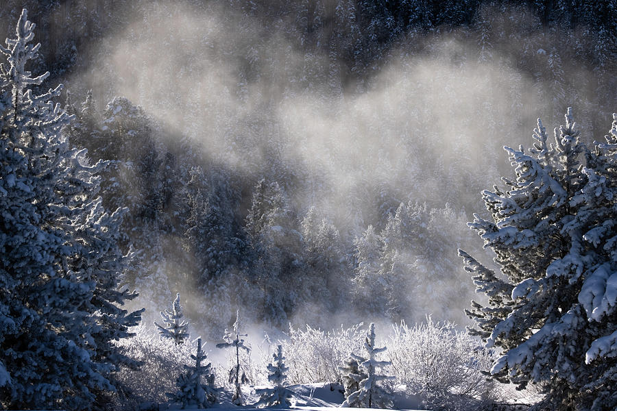 Tree Photograph - Frozen air by Peter Mangolds