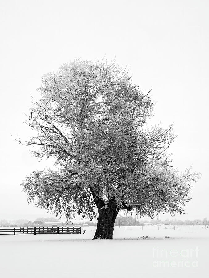 Frozen Ash Tree Photograph