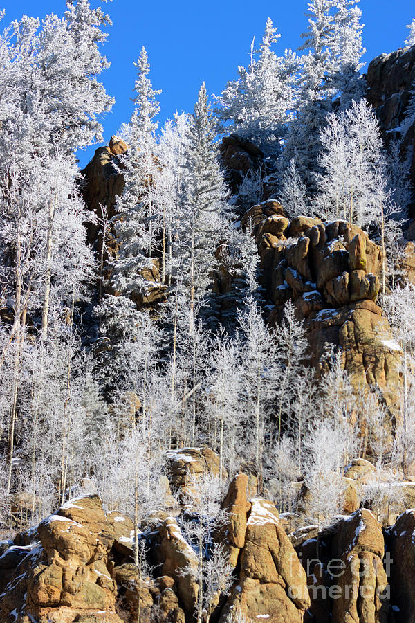 Frozen Aspen Photograph by Steven Krull