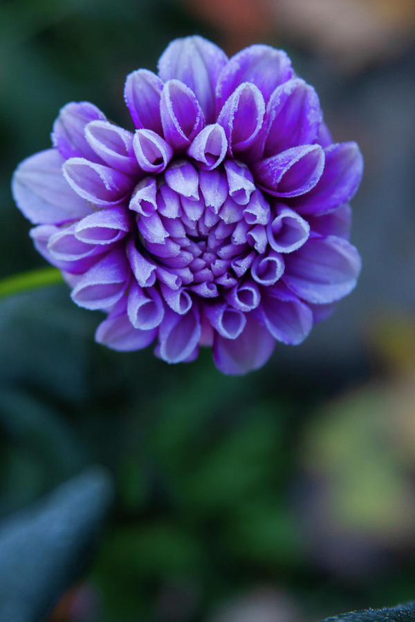 Frozen B Man Dahlia Photograph By Debby Skogman - Fine Art America