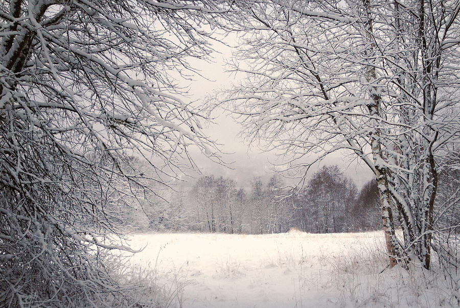 Frozen Bare Trees On Snowcapped Field During Winter Photograph by Paulien Tabak / EyeEm Frozen Bare Trees On Snowcapped Field During Winter Photograph by Paulien Tabak / EyeEm
