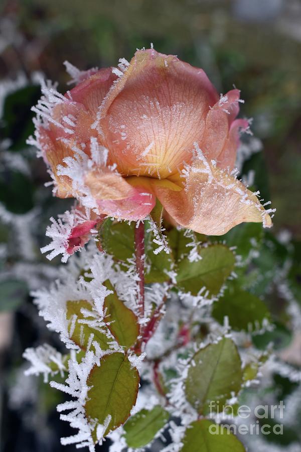 Frozen Beauty Of English Rose Photograph by Leonida Arte