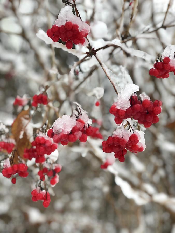 Frozen Berry Photograph by Brydon Parker - Fine Art America