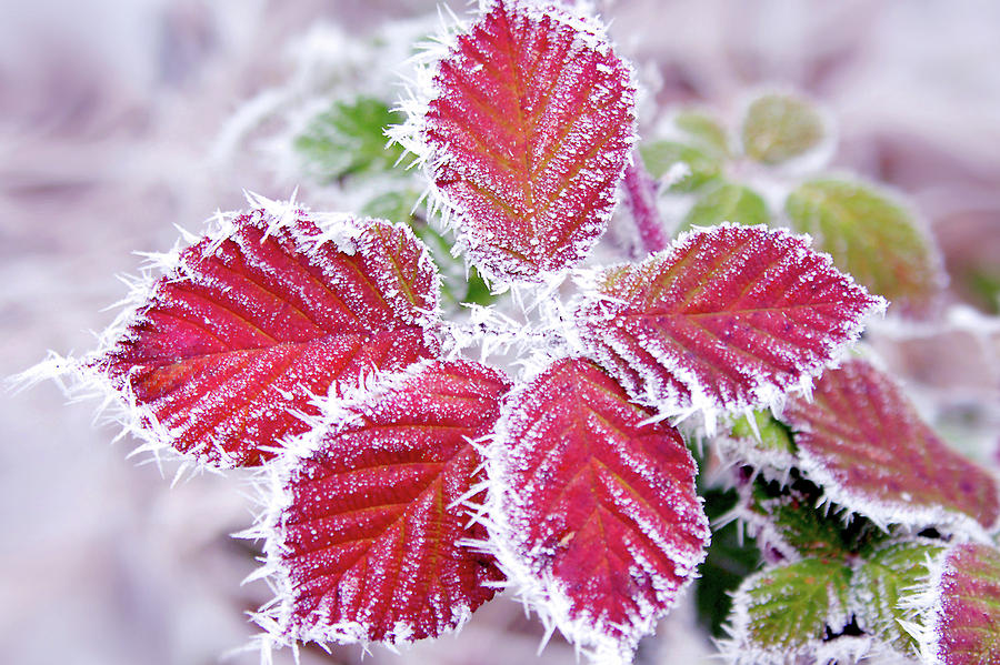 Winter Photograph - Frozen Blackberry by Debra Orlean