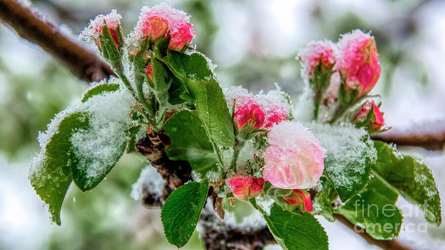Frozen Blossoms Photograph by Pamela Dunn-Parrish