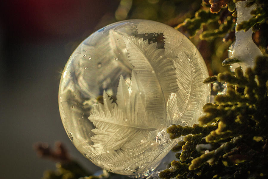 Frozen Bubble 12 Photograph