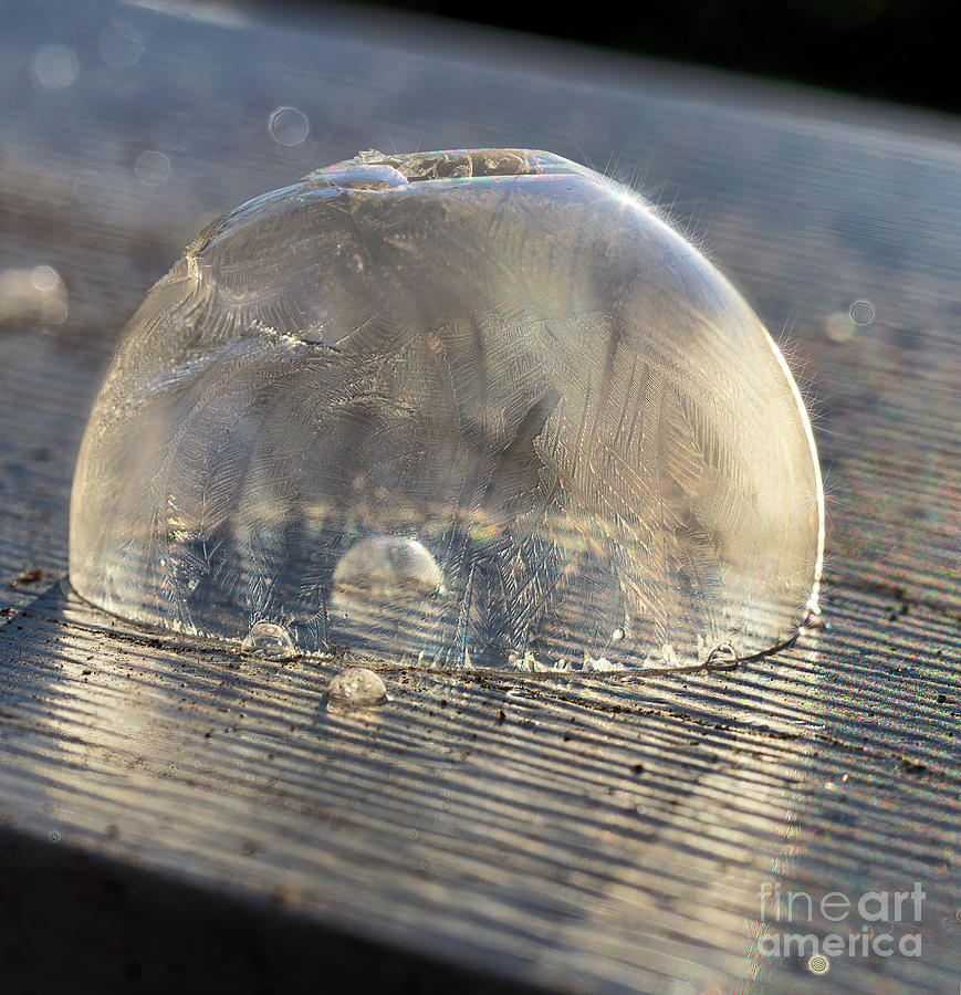 Frozen bubble Photograph by Bobbie Turner