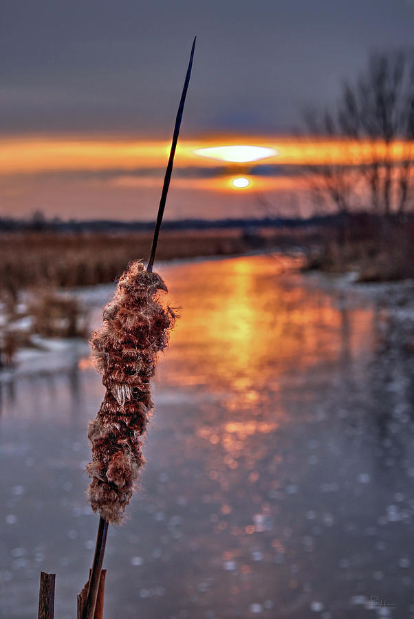 Frozen Cattail Sunset - cattail and frozen river at sunset near Stoughton WI Photograph by Peter Herman