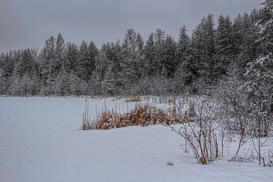 Frozen Cattails On Rice Lake Photograph by Dale Kauzlaric