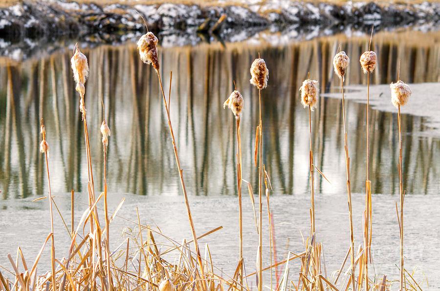 Frozen Cattails Photograph by Pamela Dunn-Parrish