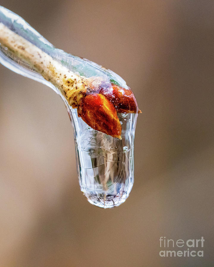 Frozen Cherry Bud Photograph by Bobbie Turner