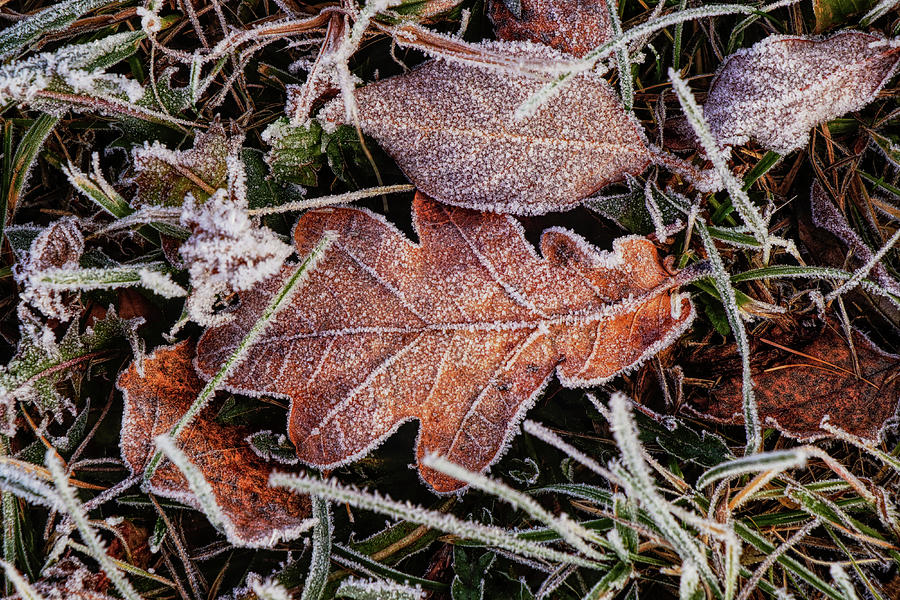 Frozen colorful marple leaf lies in field, wild grass, at winter times. December is coming. Grandpa Frost hits with full force on landscape. Piece of magic in real time Photograph by Vaclav Sonnek