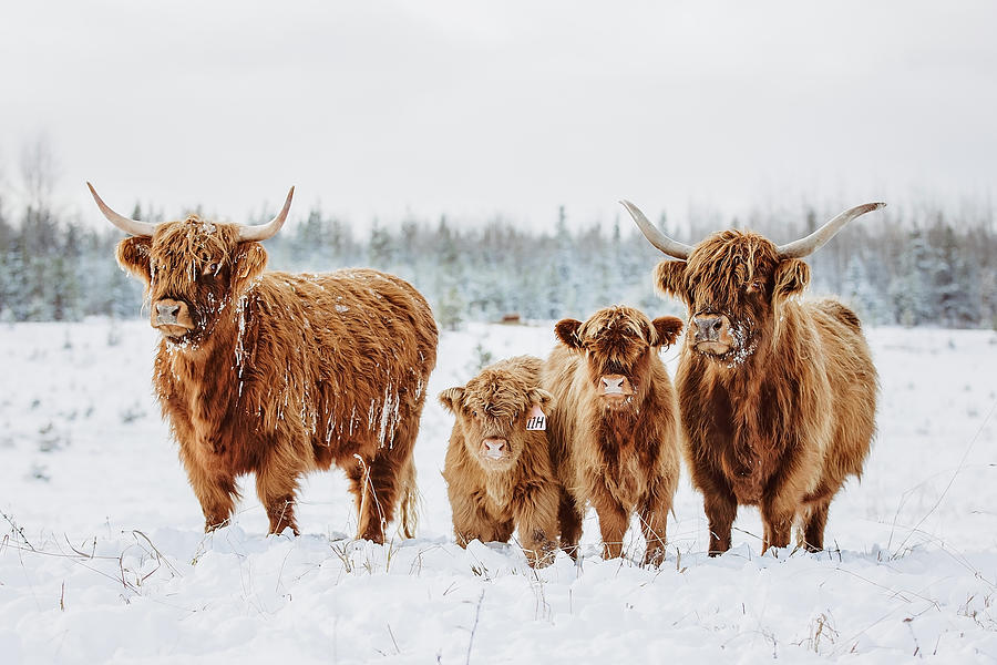 Frozen Cows Photograph by Laureen Carruthers - Fine Art America