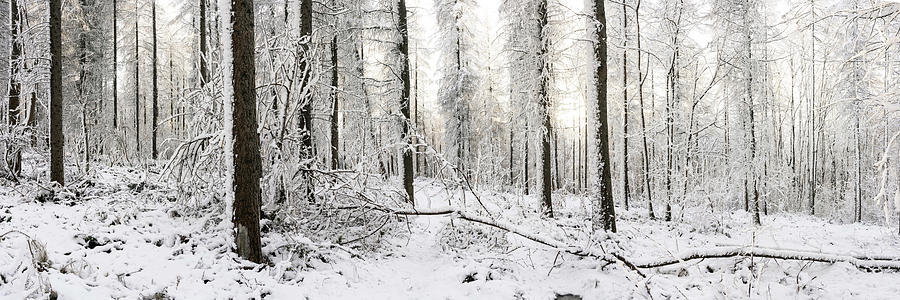Frozen English Woodland covered in Snow Photograph by Sonny Ryse