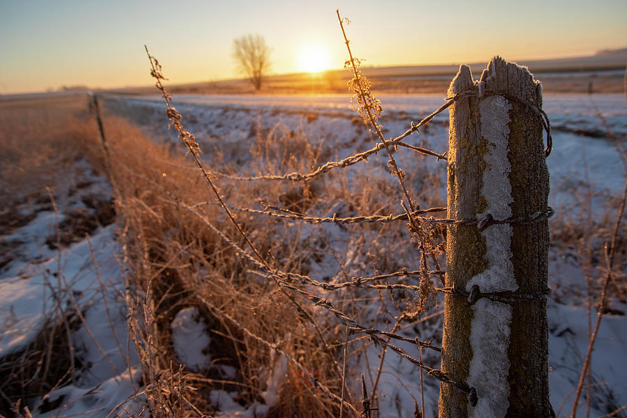 Frozen Fence Row Photograph by AJ Dahm