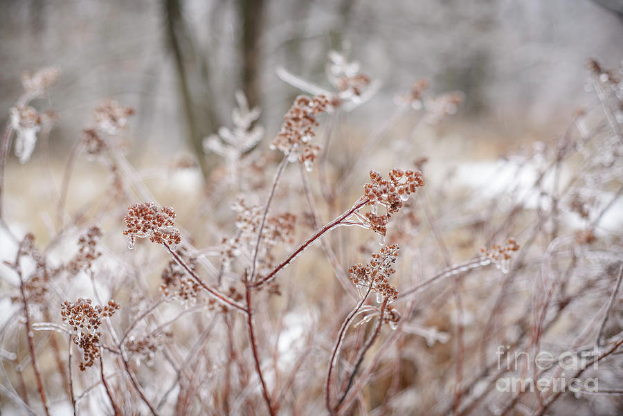 Frozen Field Photograph by Alana Ranney