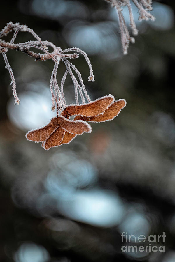 Frozen Flutter Photograph by Pamela Dunn-Parrish