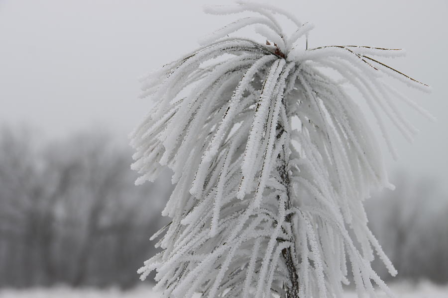 Pine Tree Photograph - Frozen Fog on Pine by James S