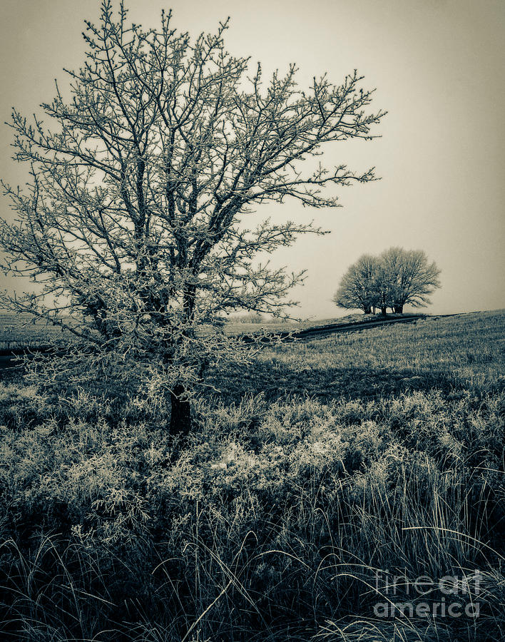 Winter Photograph - Frozen Fog On Winter Oaks by Virgil L Harper