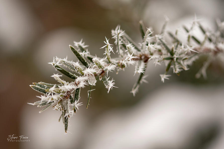 Frozen Fog Shrub Photograph by Steve Ferro - Fine Art America