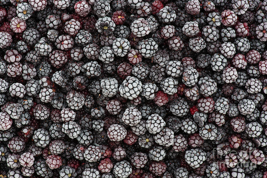 Frozen Foraged Wild Blackberries Photograph by Tim Gainey
