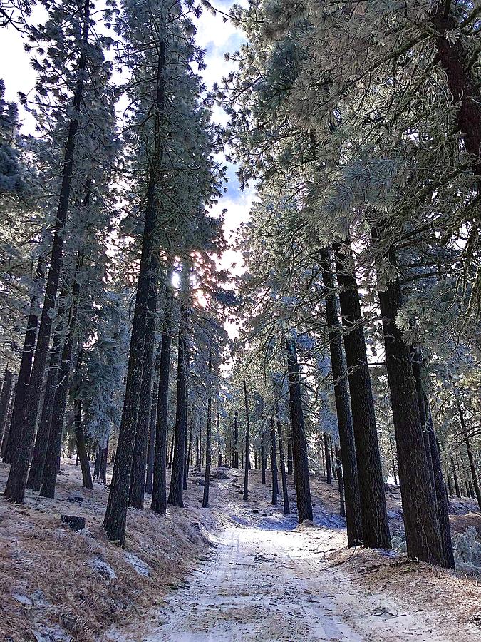 Frozen Forest Photograph by Collin Westphal - Fine Art America