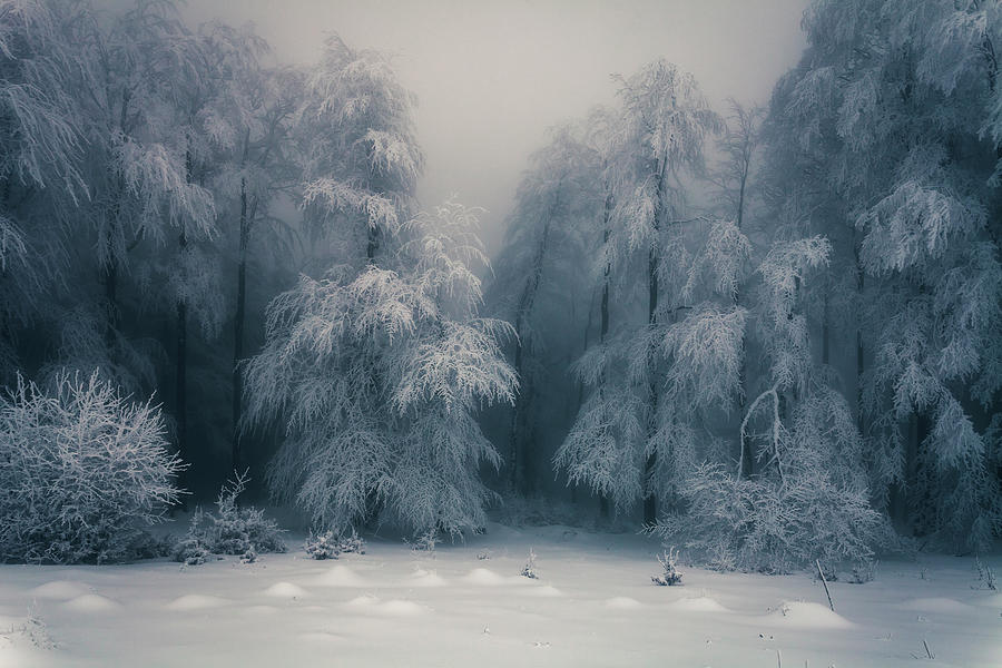 Frozen Forest Photograph by Evgeni Dinev