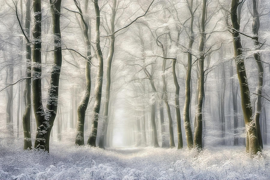 Frozen Forest Digital Art