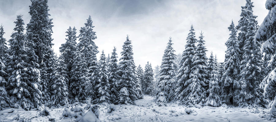 Frozen Forest Photograph by Steffen Gierok - Fine Art America