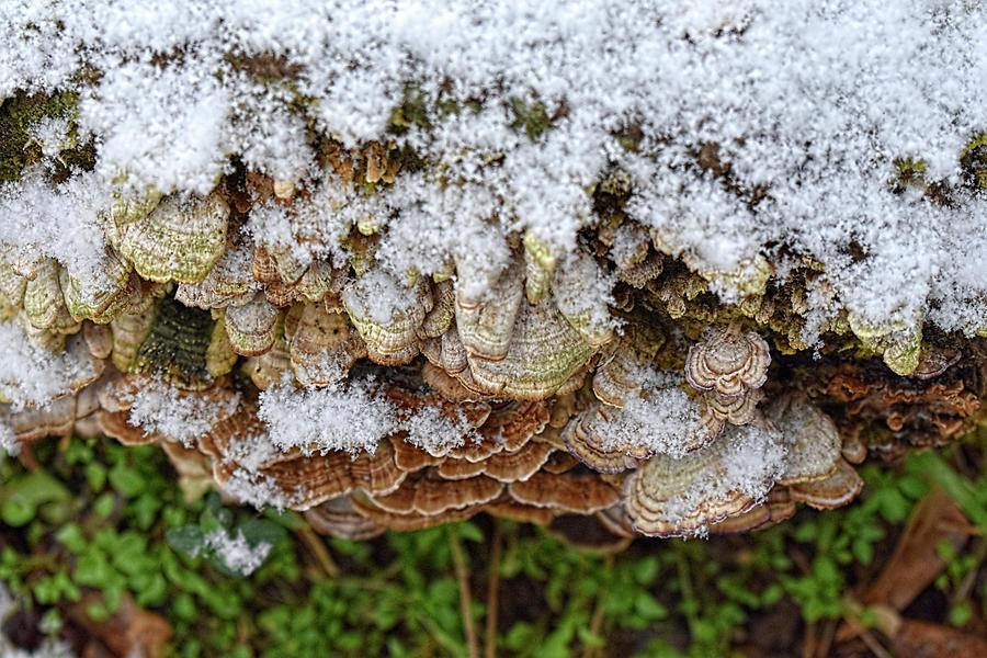 Frozen Fungus Photograph by Jason Bohannon