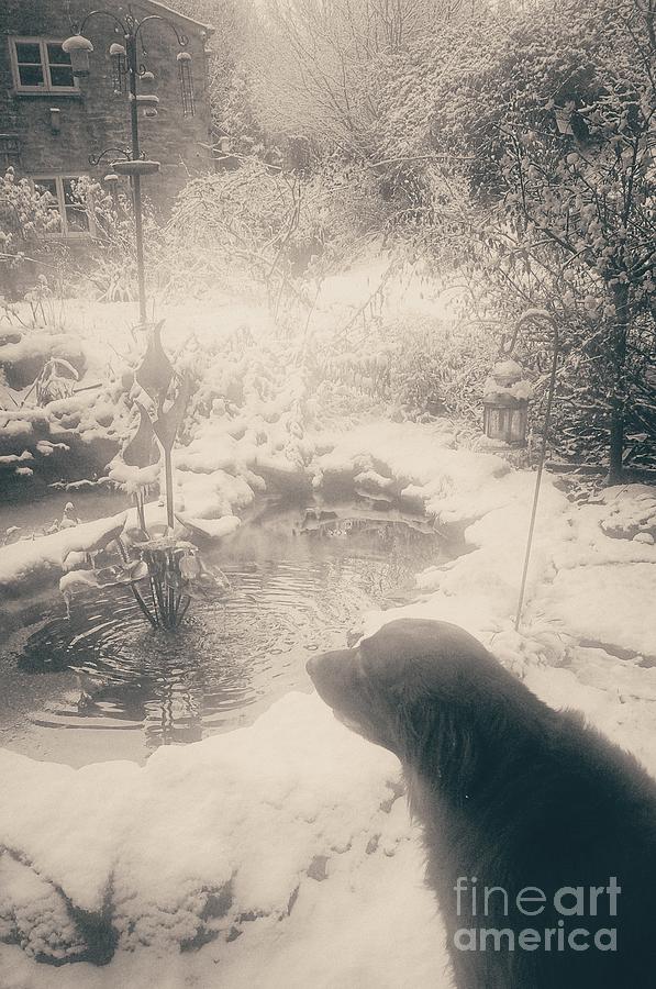 Dog Photograph - Frozen Garden by Ang El
