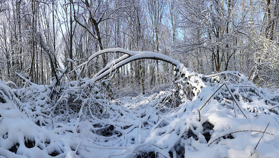Frozen Gate Photograph by Erik Tanghe