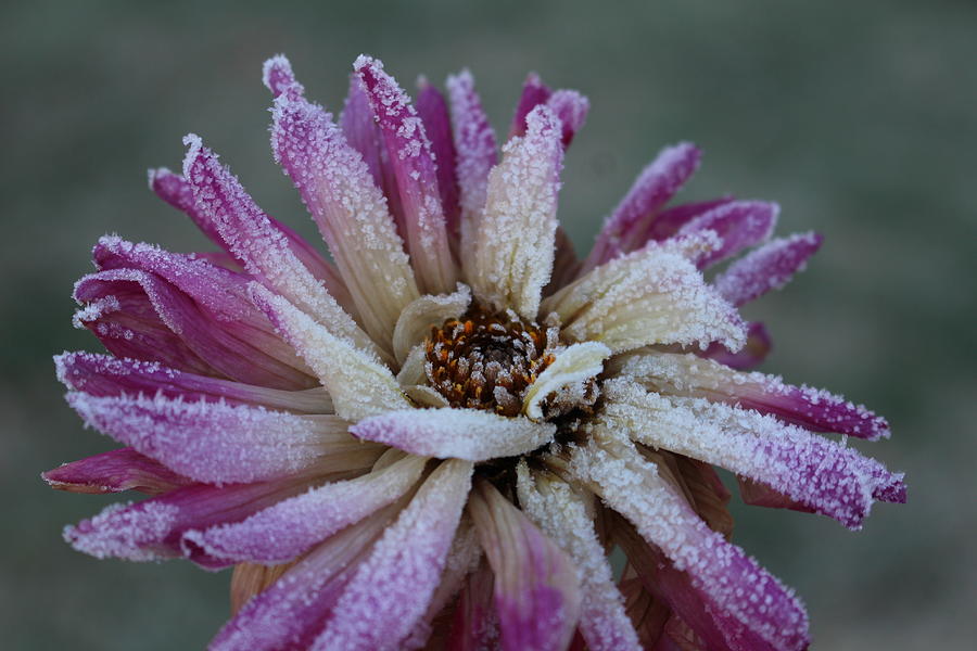 Frozen Glory Photograph by Nieves Egelkraut Fine Art America