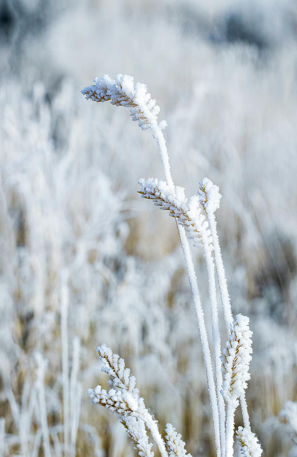 Frozen Grass 1 by Michael Chatt Frozen Grass 1 by Michael Chatt