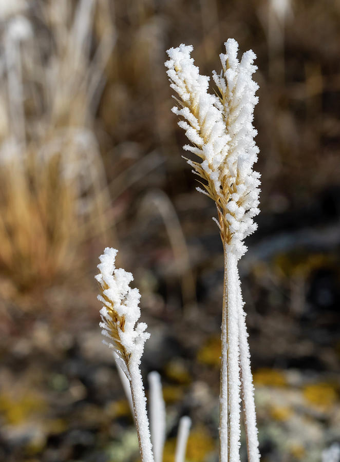 Frozen Grass 2 by Michael Chatt Frozen Grass 2 by Michael Chatt