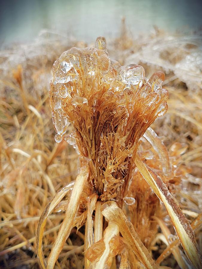 Frozen Grass  Photograph by Ally White