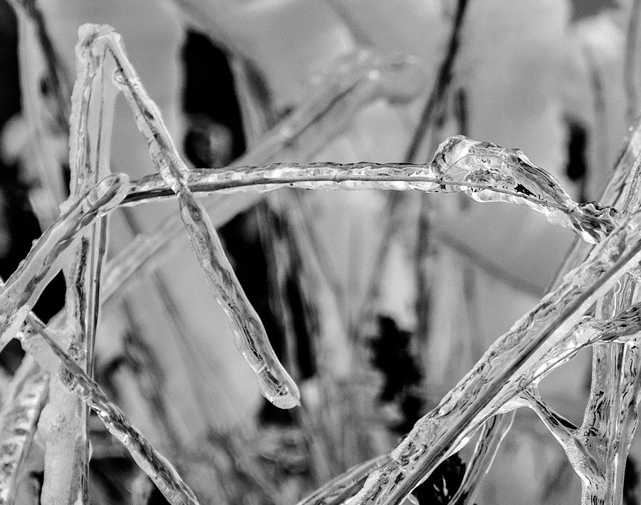 Frozen Grass Black and White Photograph by Pelo Blanco Photo