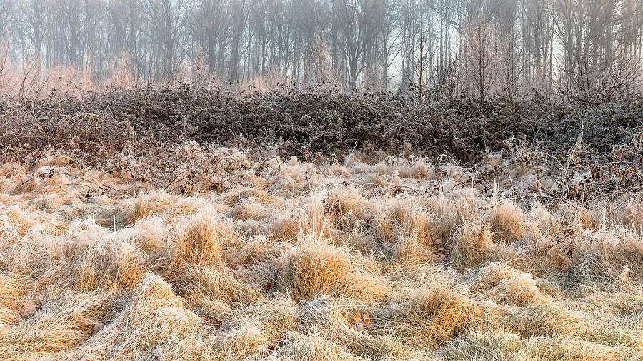 Frozen Grasses Photograph by William Mevissen