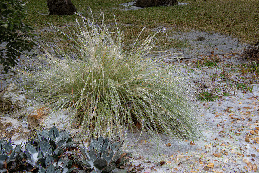 Frozen Gulf Muhly Grass Photograph by Bob Phillips