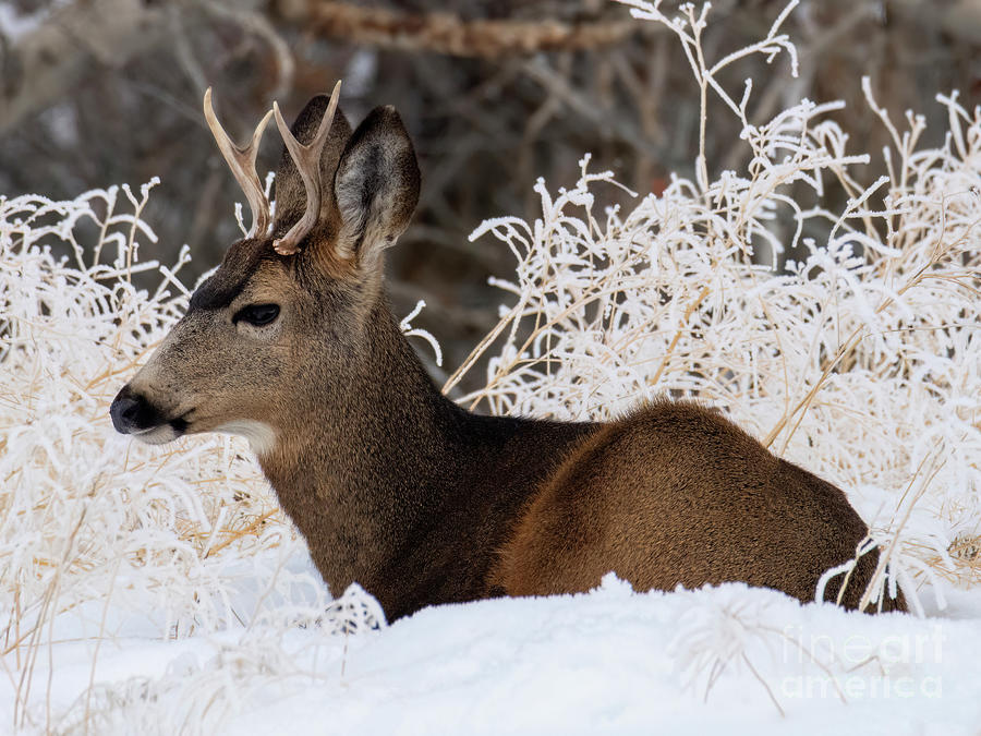 Deer Photograph - Frozen Hart by Michael Dawson