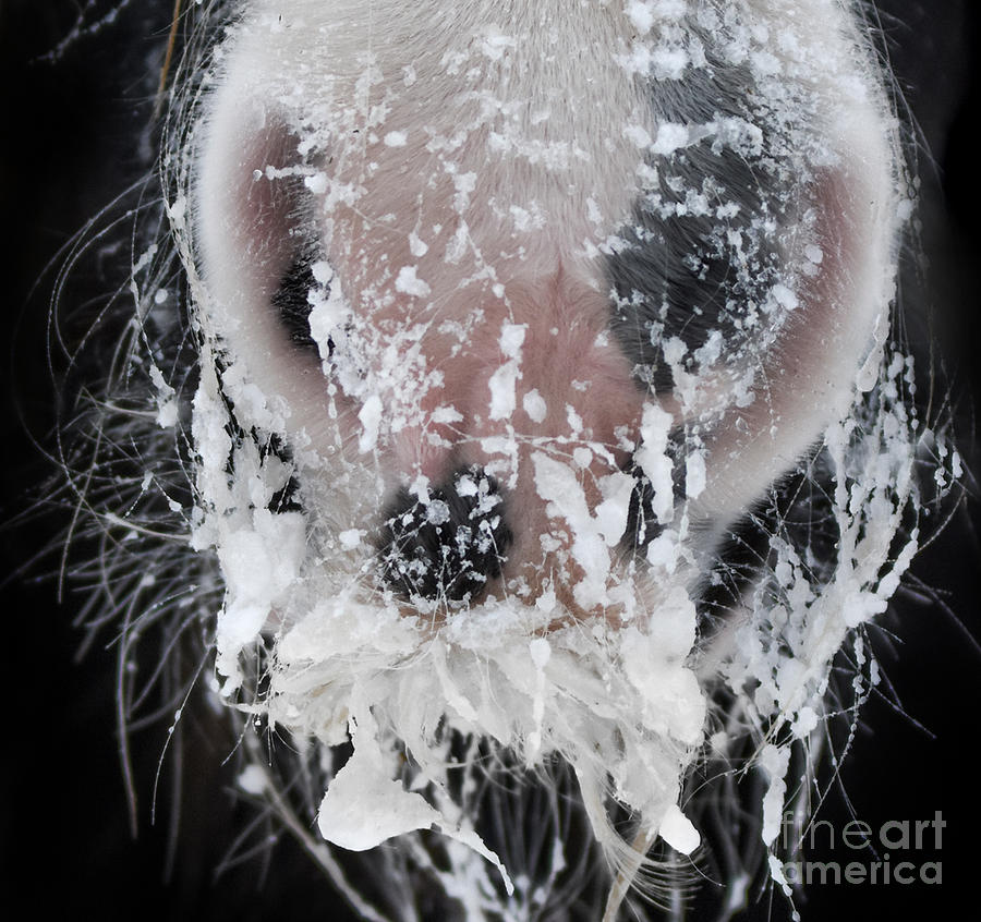 Frozen Heart of Fellinlove Farm Photograph by Lori Ann Thwing